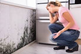 Reliable Northwest Harborcreek, PA Mold Removal Solutions